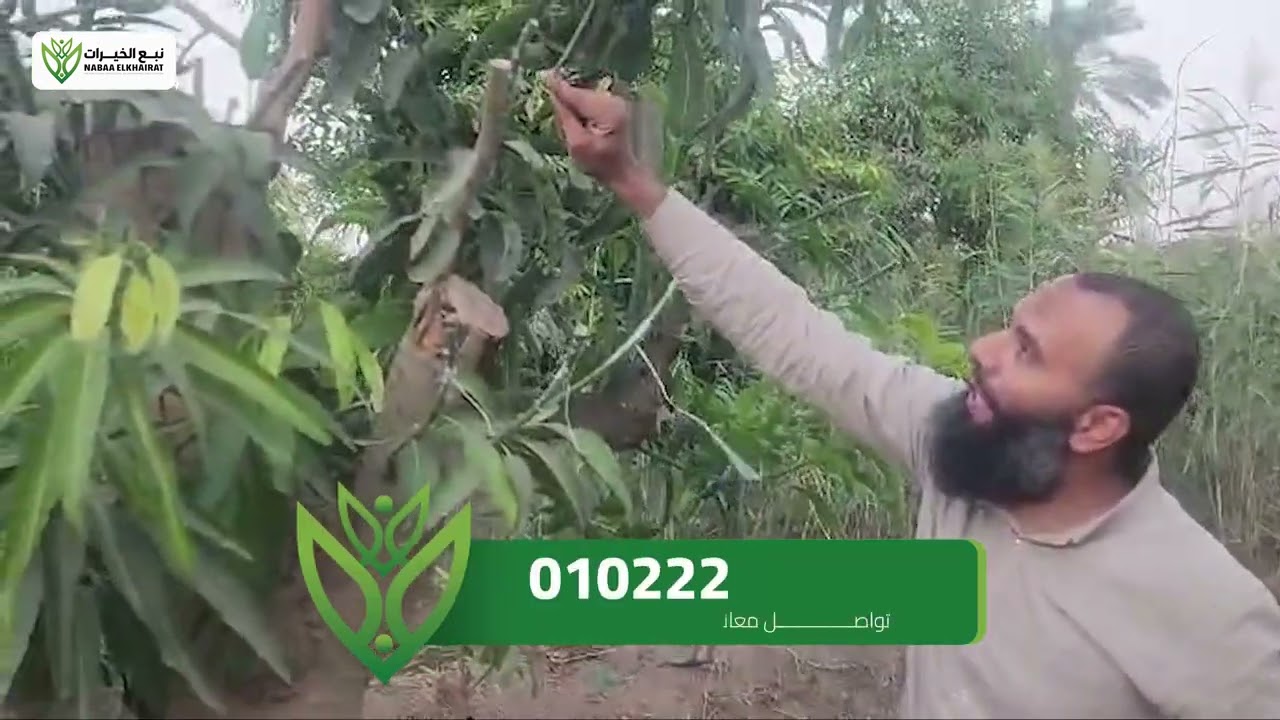 اسهل طريقة لتطعيم أشجار المانجو