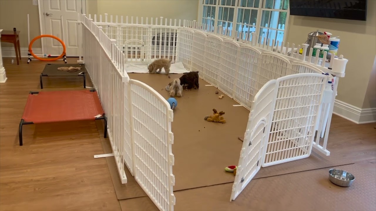 Setting up a Puppy Playpen in a Dog-Friendly Home