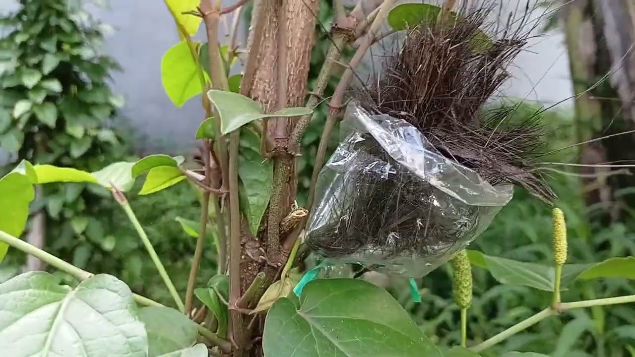 Cara mencangkok pohon cabe jamu dengan media tanam ijuk