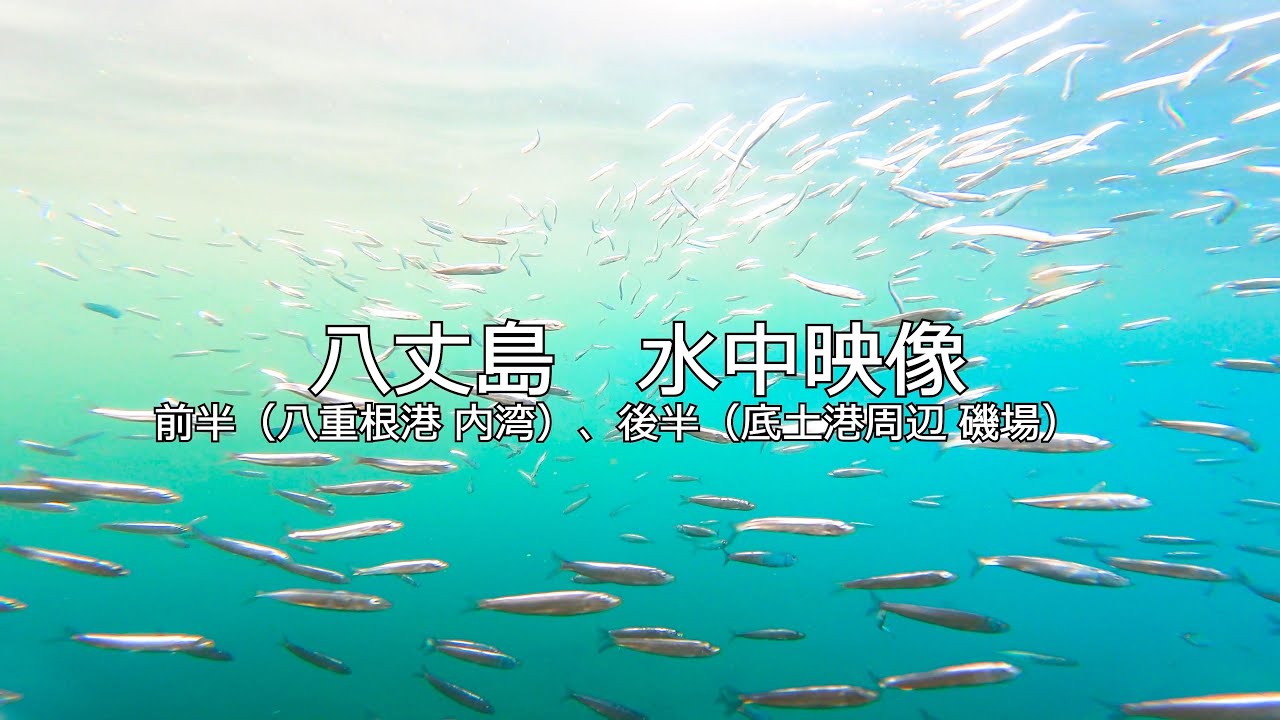 ベイト乱舞！八丈島水中映像｜八重根港 内湾、底土 磯場｜4K動画