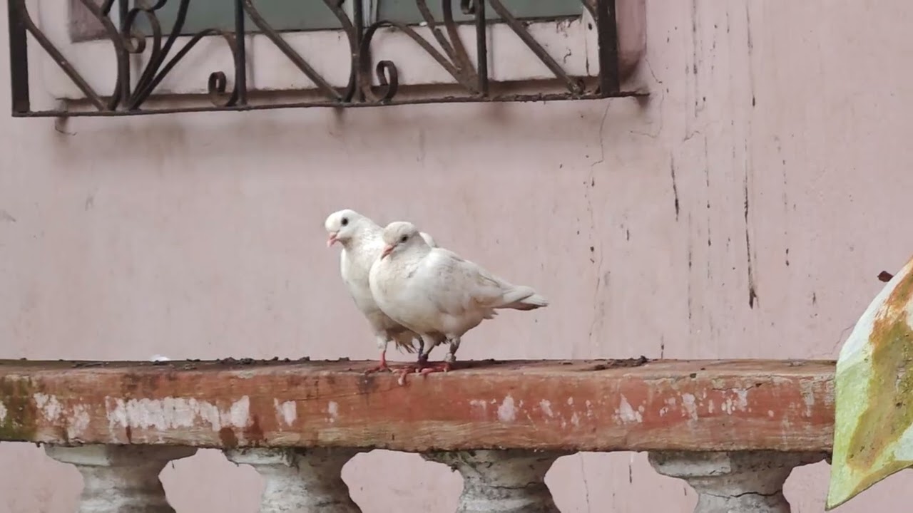 Real Authentic Literal Love Birds Lovebirds Dove Love Couple Pair Forever March 22 2025 4k hdr video