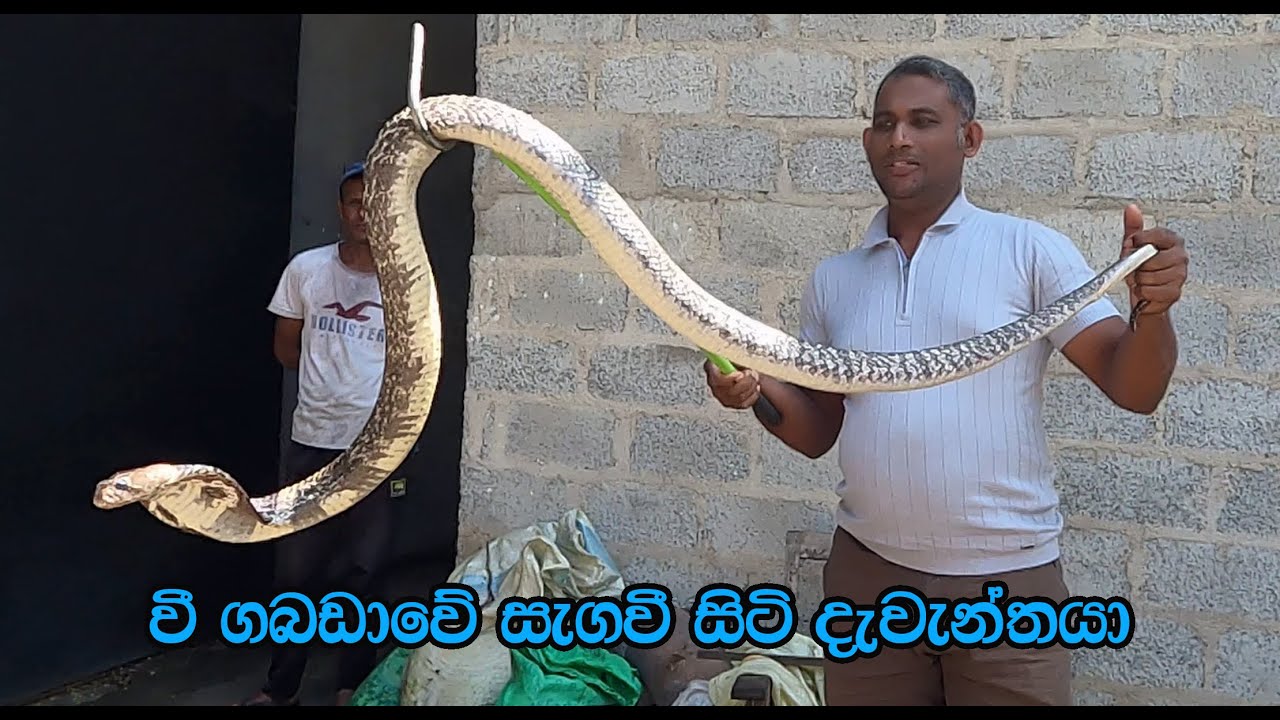 The giant cobra hiding in the paddy store