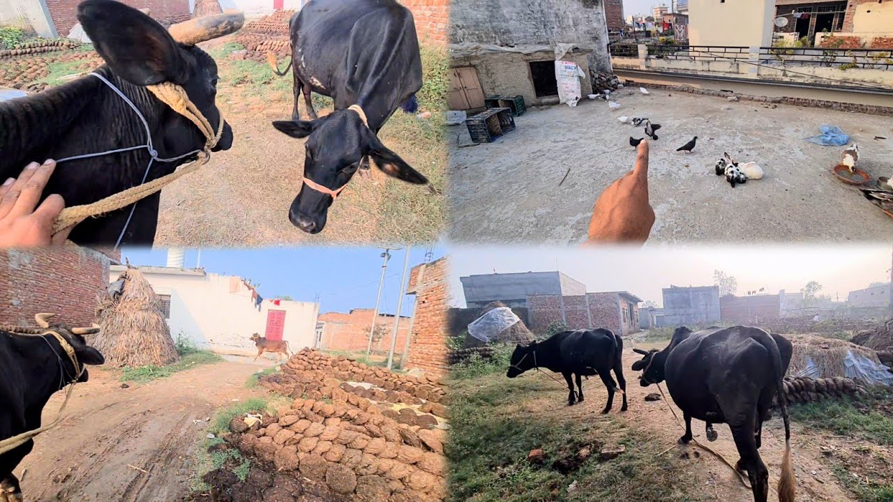 Hmari Cow Bhag Gyi 😢 Cow Ko Chot Lagne Se Bach Gyi 😢 Bach Gye Aaj To 😟
