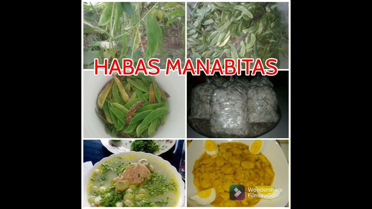 COSECHA DE HABAS MANABITAS /* FUERTE LLUVIA. #Lidiapiscovlogs#Ecuador.