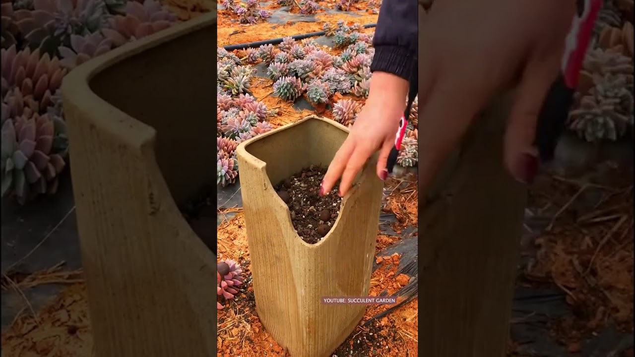 Harvest succulents | 多肉植物| 다육이들 | Suculentas