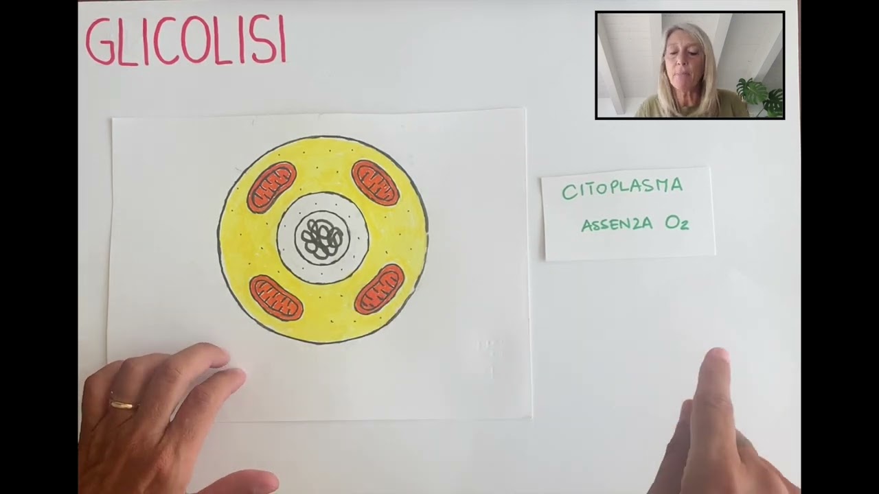 La glicolisi