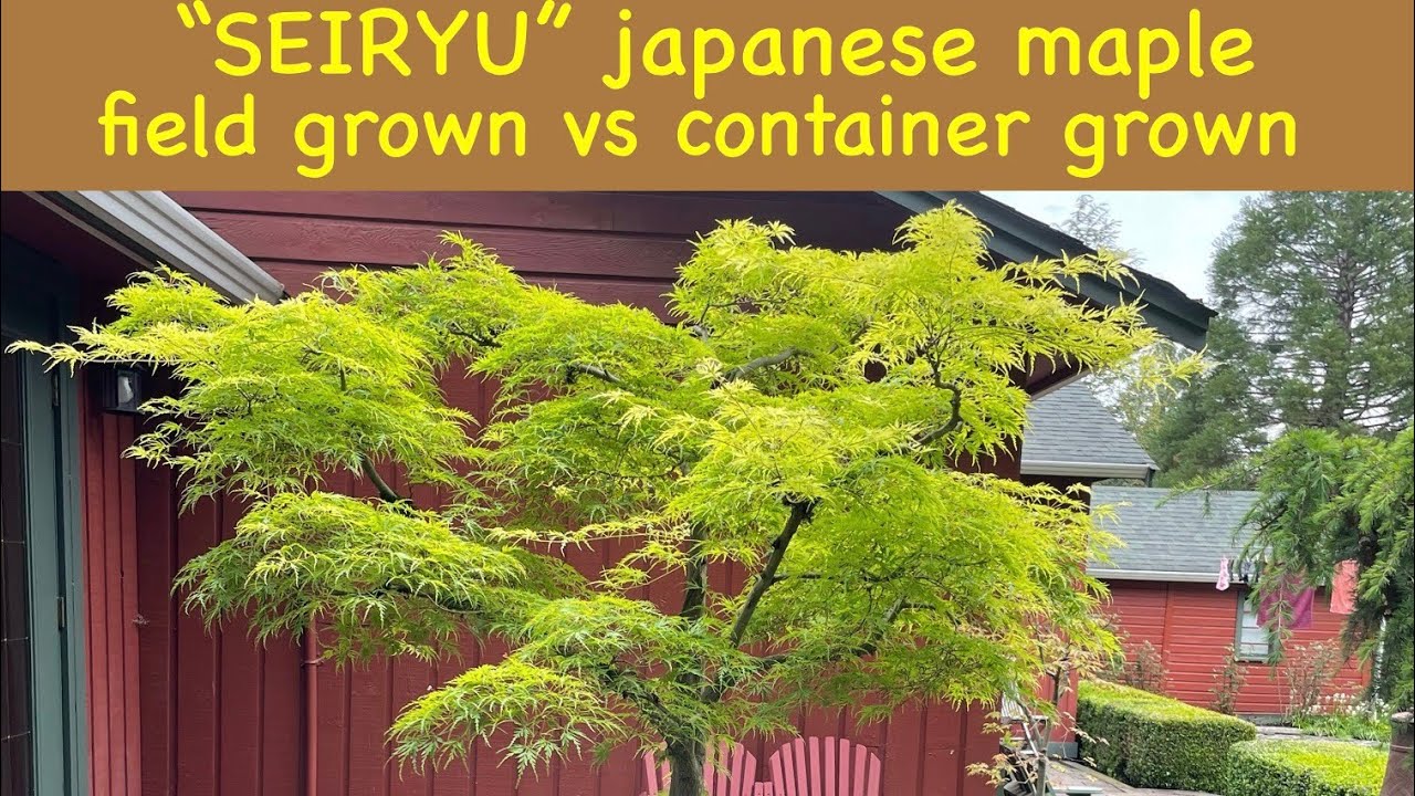Seiryu - Japanese maple tree, container grown vs garden grown