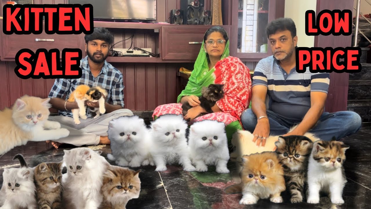 Persian cat fram in coimbatore |kitten and adults cats sale|million of cats | delivery available|cat