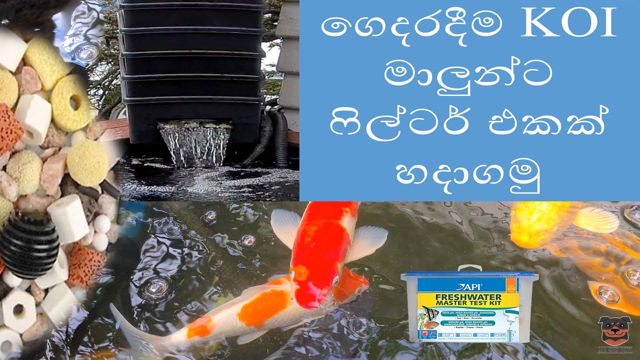 ගෙදරදීම KOI මාලුන්ට ෆිල්ටර් එකක් හදාගමු