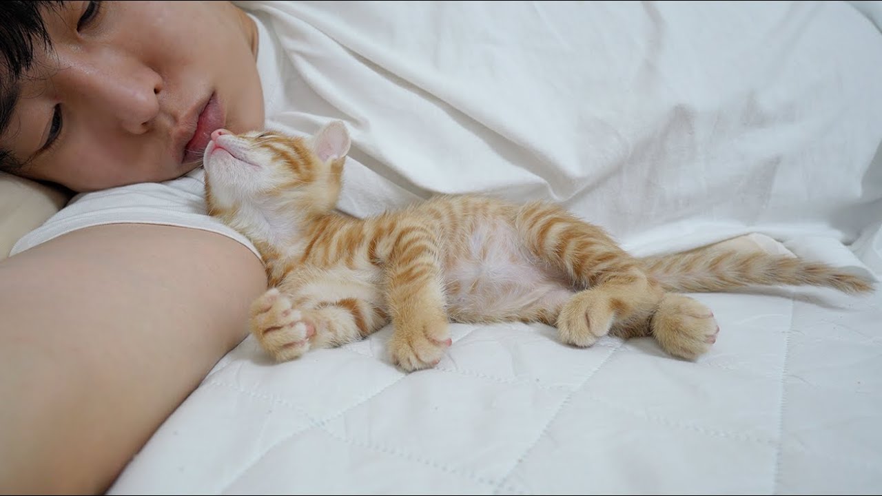 Baby Kitten's Instinct to Imitate Human's Sleeping Position