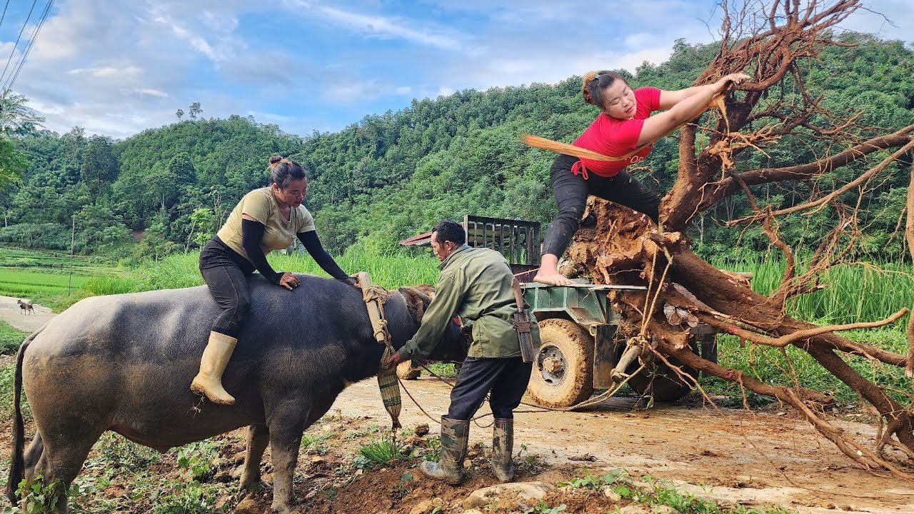 Agricultural vehicles transporting timber and logging large trees felled after a major storm