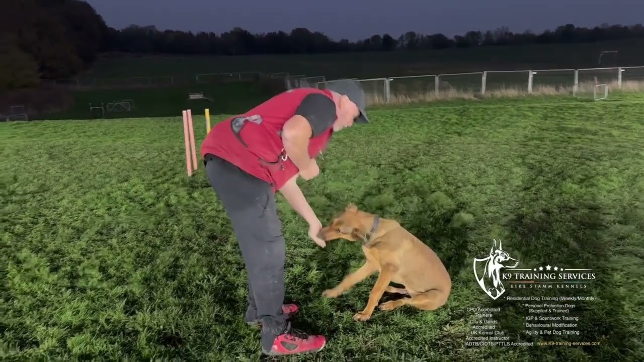 RESIDENTIAL TRAINING MAX THE MALI X DOBERMANN 🇬🇧🇬🇧🇬🇧