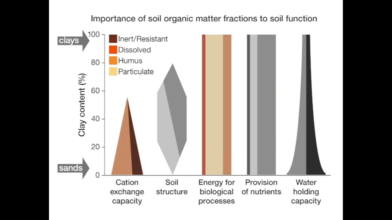 Functional role of soil organic matter fractions