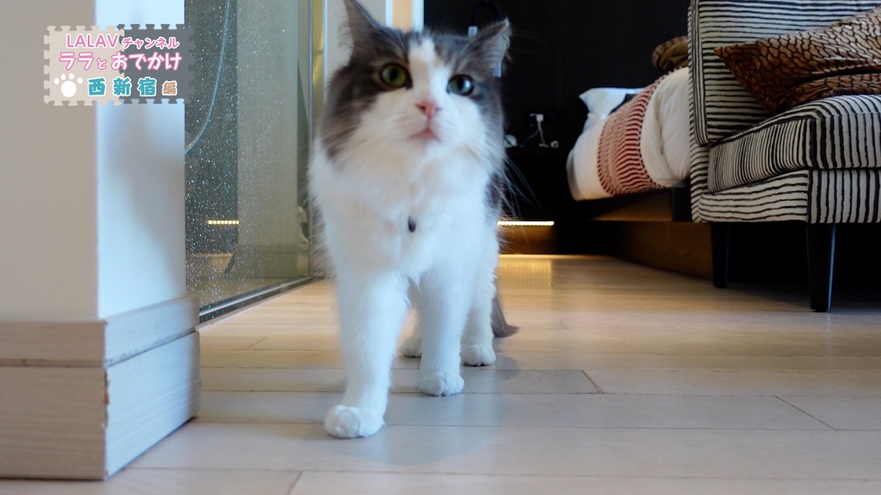 お正月ホカンス最終日は甘えモードになったノルウェージャンフォレストキャット【猫OKホテル★新宿２泊３日】