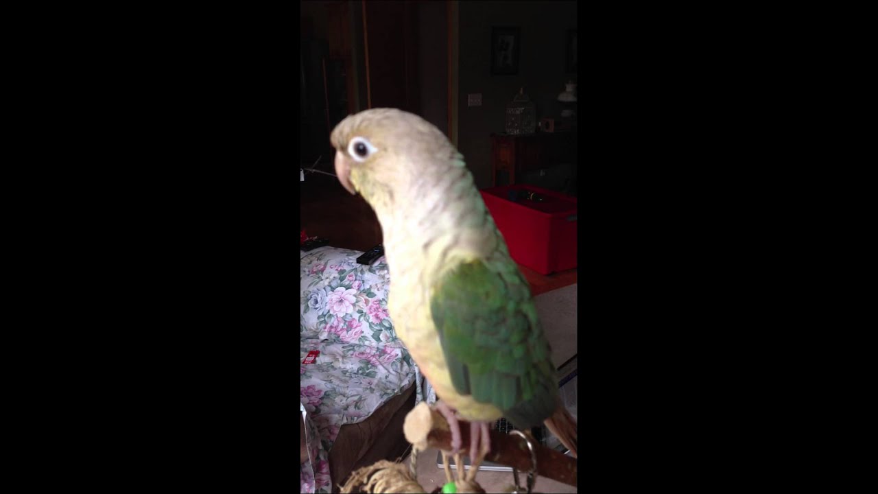 Conures 'singing'