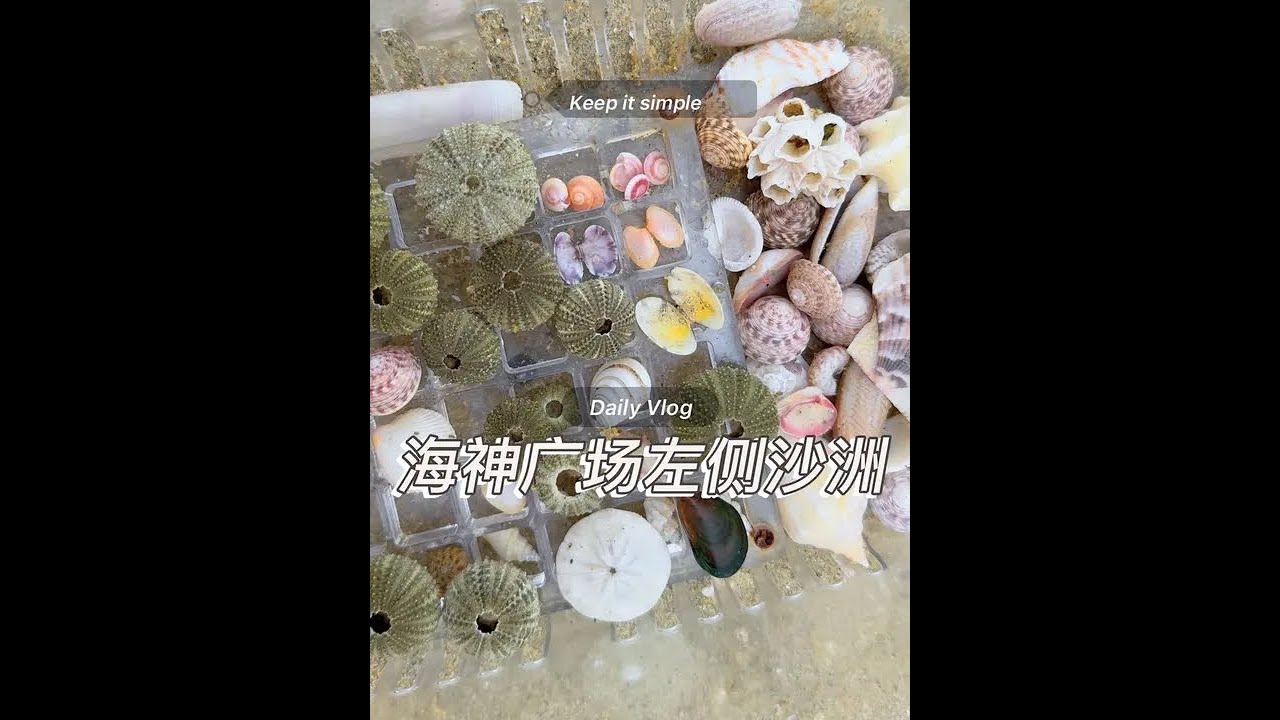 大墩海海神广场左侧沙洲 可导航 海沟和沙洲都有 沙洲上贝壳挺多 我脚痛随便捡了点 这期颜色不是很丰富 胜在有挺多海胆壳 比老街的干净漂亮 五一去捡点贝壳吧