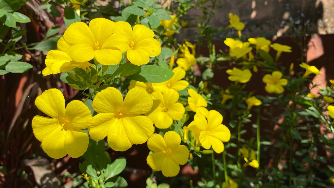 Know all about Linum flavum golden flax or yellow flax