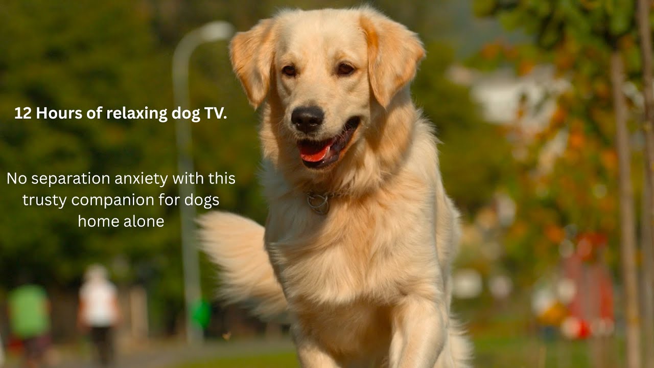 12 Hours of Anti-Anxiety Video for Dogs left Home Alone. Calming Music for animals and humans alike.