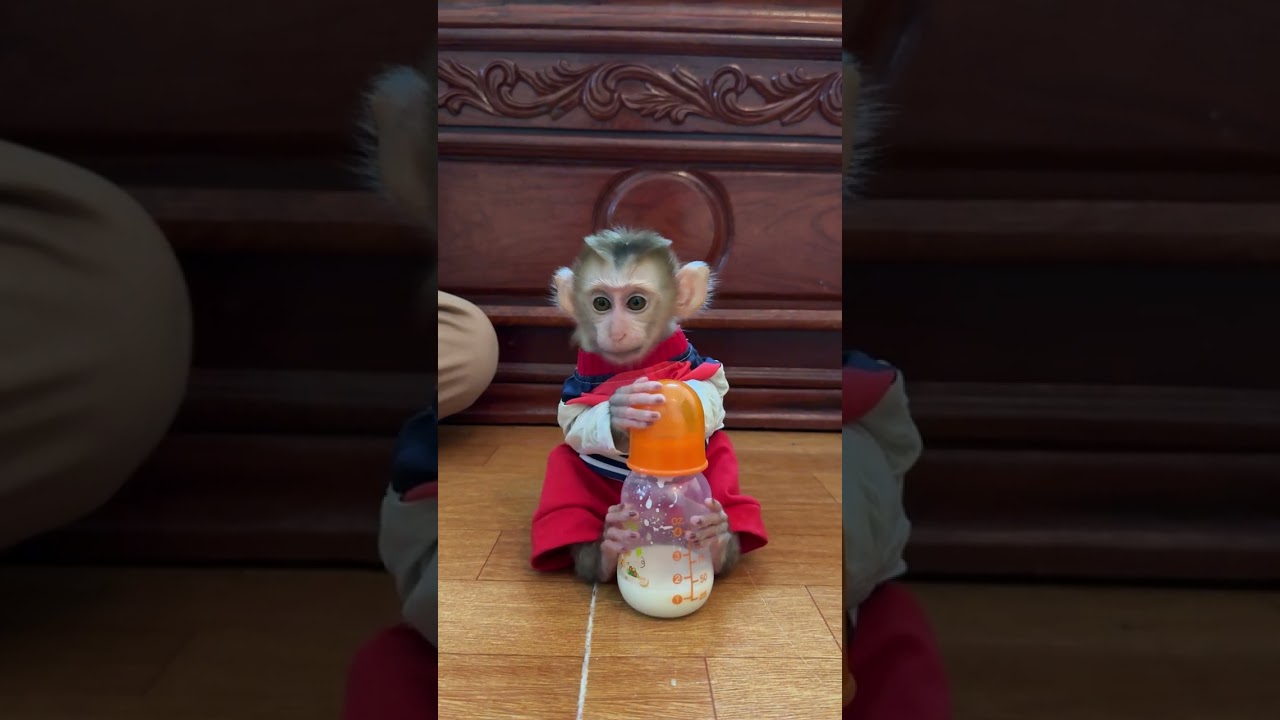 Obedient Baby Monkey