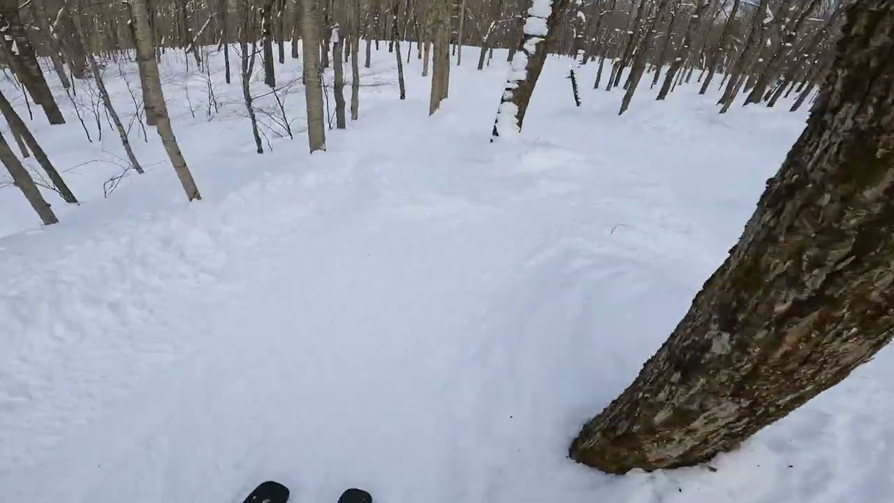 Jay Peak happy little glade (Bushwacker)
