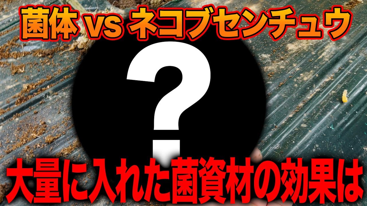 菌体資材でネコブセンチュウ予防できたのか？