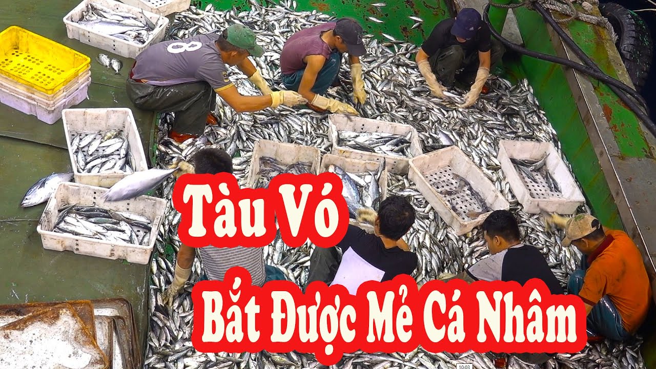 Xem Tàu Vó Đi Biển Đánh Bắt Hải Sản - Mẻ Cá Nhâm / P245