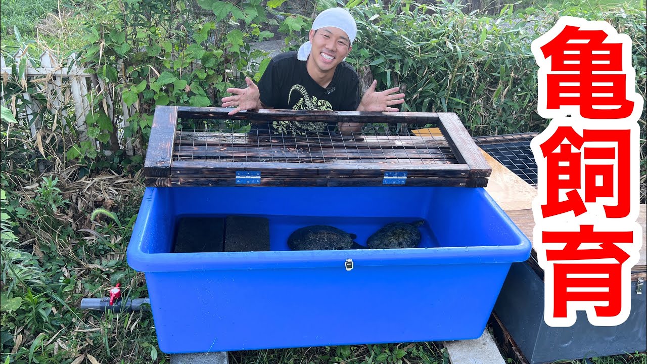 巨大なタライを使って最高の亀飼育容器を作りました