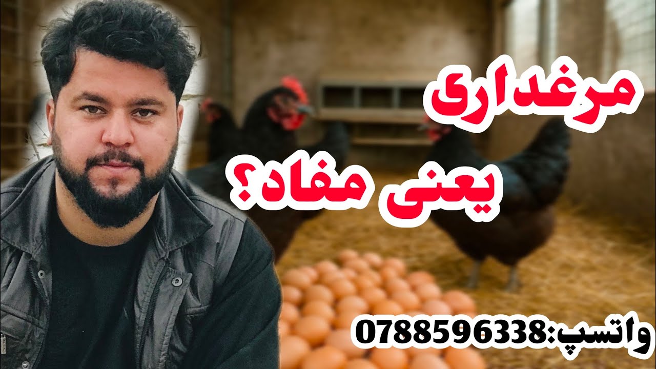 مرغداری یعنی چه؟#مرغ #فارم#مرغداری