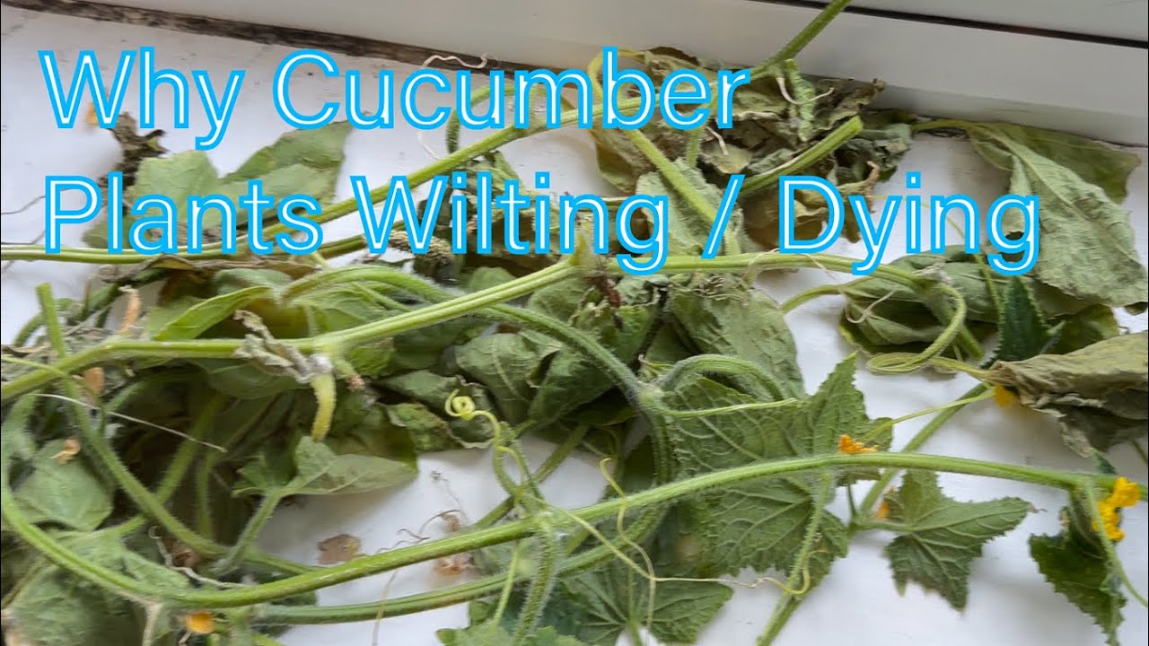 Why My Cucumbers Wilt | 4 Reasons Cucumbers plants Wilting or Dying | Don't do this with Cucumbers