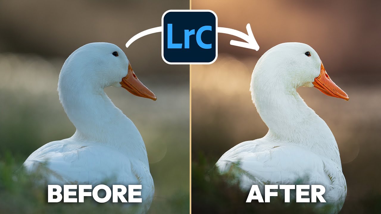 My Exact Lightroom Workflow for GOLDEN Wildlife Edits