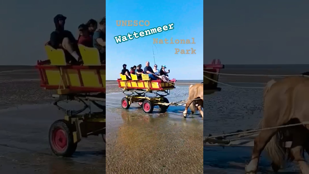 Mit der Pferdekutsche (Wattwagen)  zur Insel Neuwerk #Nordsee #kurzgezeigt