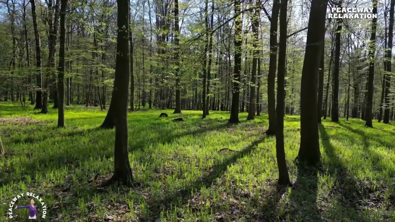 MOVING TREES IN A SPRING FOREST | SUNSHINE, SHADOWS & RELAXING GREEN WOODS 4K