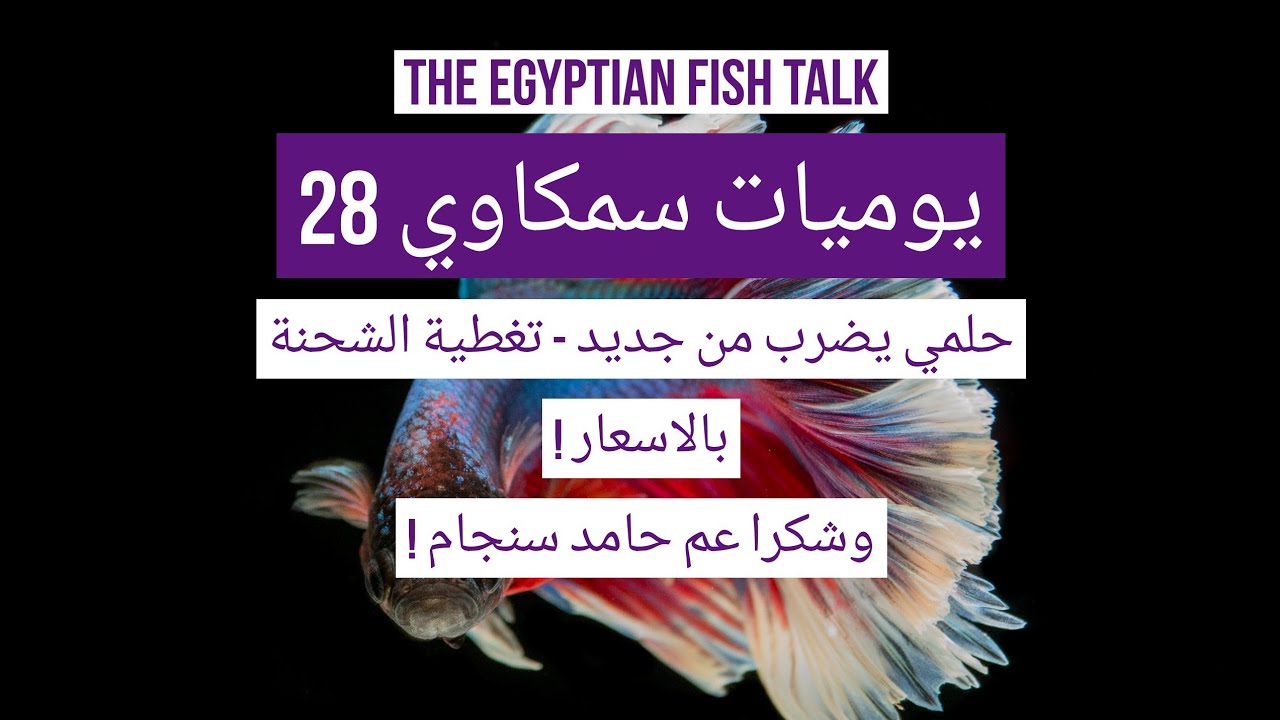 يوميات سمكاوي 28 - حلمي يضرب من جديد - تغطية الشحنة بالاسعار - شكرا عم حامد سنجام !