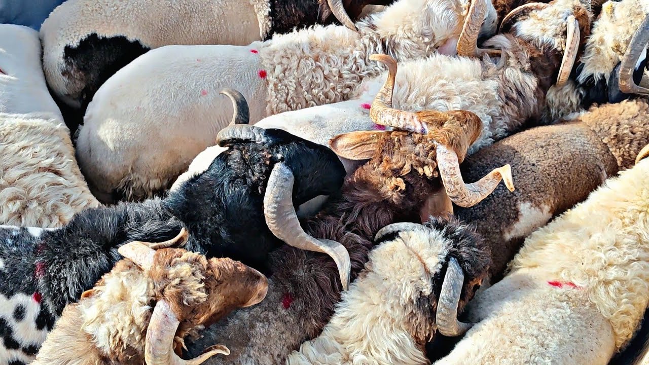 20 / 5 سوق الغنم بالدانا ( أسعار اللحم/ غنم البادية السورية/ حركة البيع والشراء )