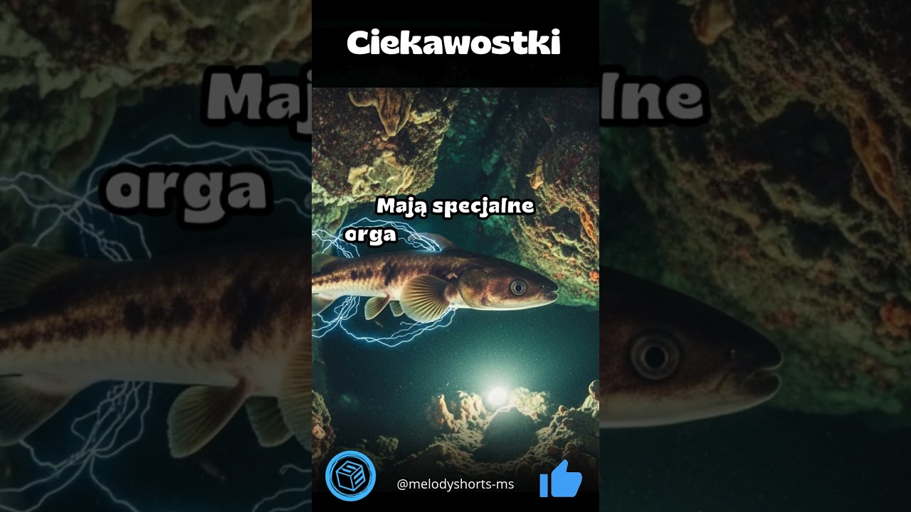 Strętwy potrafią generować impulsy elektryczne do komunikacji. #Ciekawostki #Fakty #Nauka #Shorts