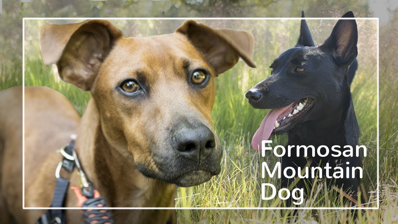 Formosan Mountain Dog.  The Breed that just won't die
