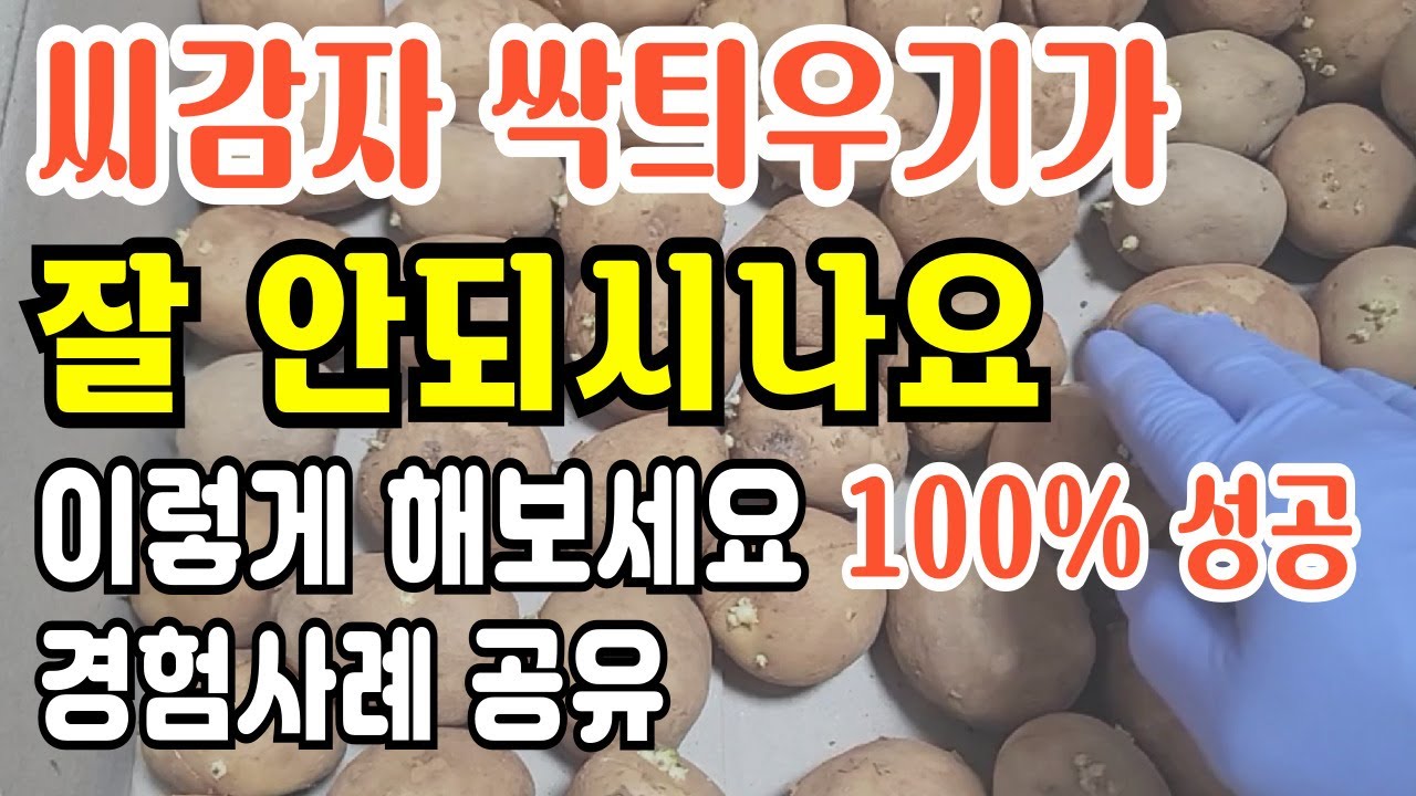 씨감자 싹틔우기가 잘 안될 때 이렇게 해보세요 씨감자 산광싹틔우기 방법 씨감자 자르는 방법 봄감자심는시기