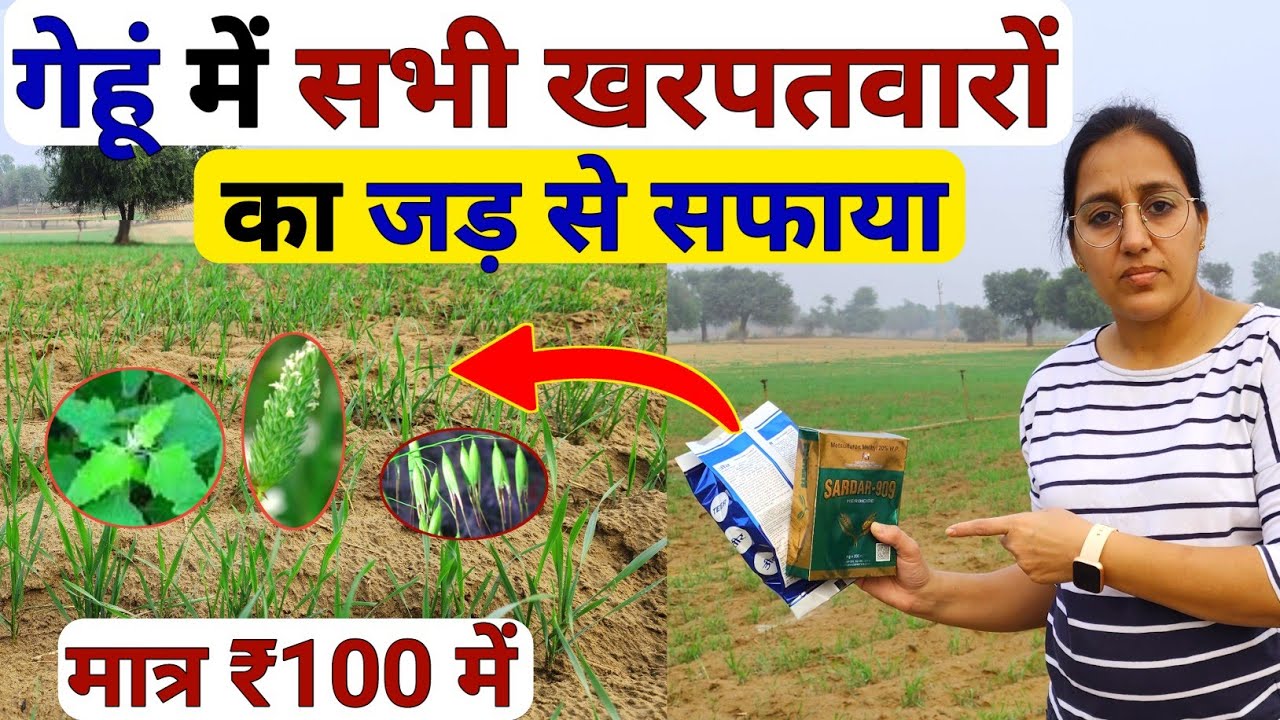 गेहूं में सभी खरपतवारों का 💯सफाया | Gehu me kharpatwar nashak dawa | gehu ki kheti | best herbicide