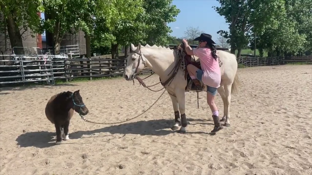 2 Challenge #EddavsBasti #WesternvsBasti #horse #equestrian #challenge