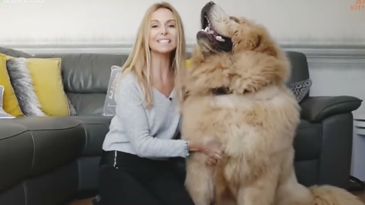 மிகவும் ஆபத்தான பத்து நாய் வகை most dangerous dog breeds in the world top 10 dangerous dog breeds
