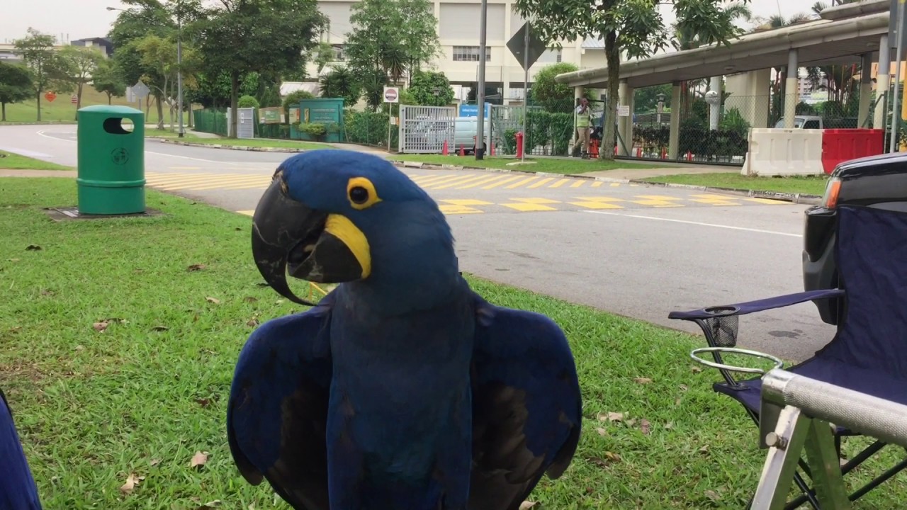 Bluey & Mizu: the boys meet a Goliath-strain black palm cockatoo
