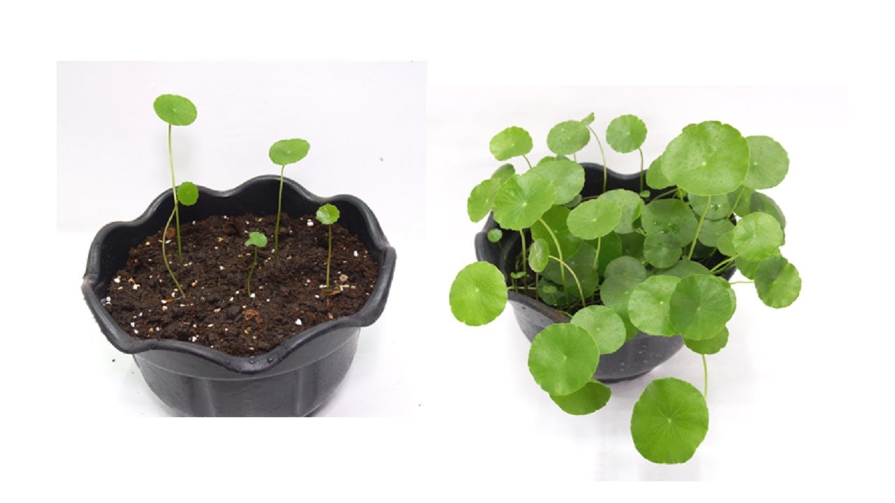 Pennywort Water Plant Propagation and Care in Soil by Stem Cuttings