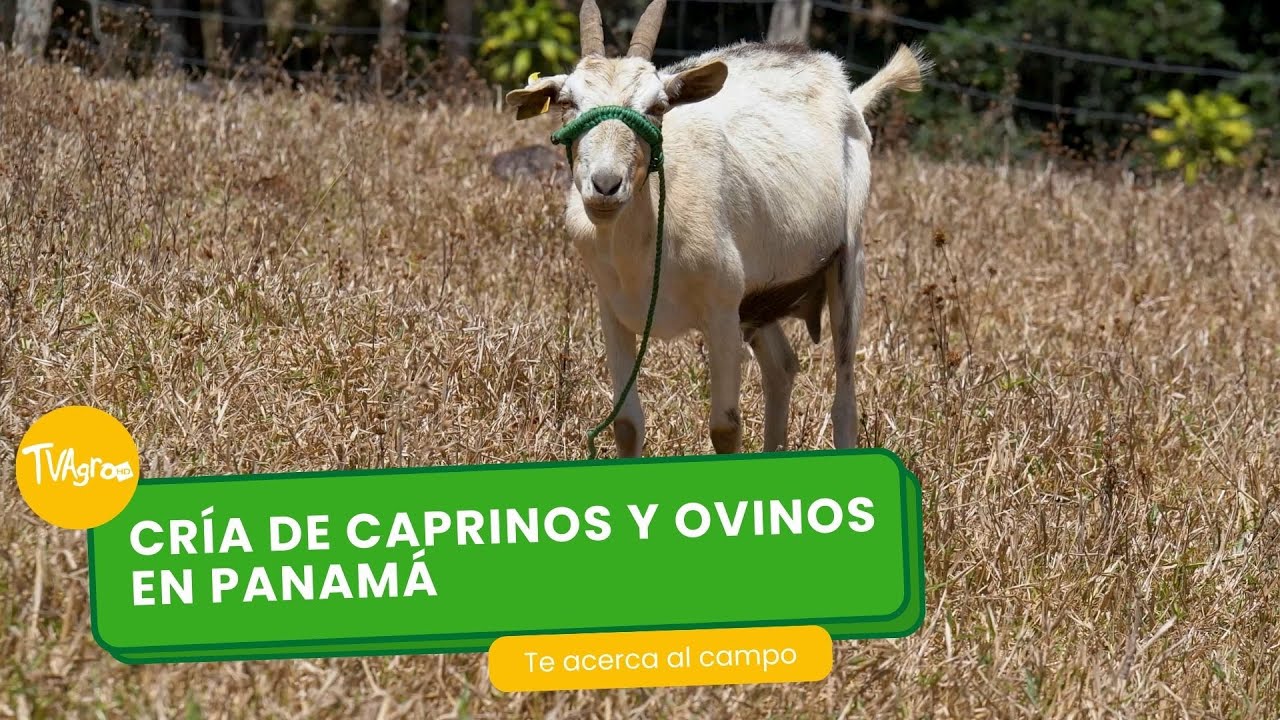 Cría de caprinos y Ovinos en Panamá- TvAgro por Juan Gonzalo Angel Restrepo