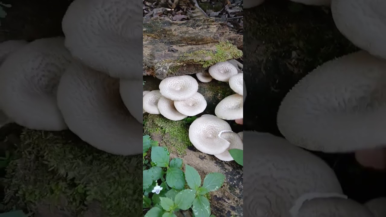 Beautiful Wild Mushrooms After Rain | Nature Video #WildMushrooms #Mushroom #Nature #Forest #Nature