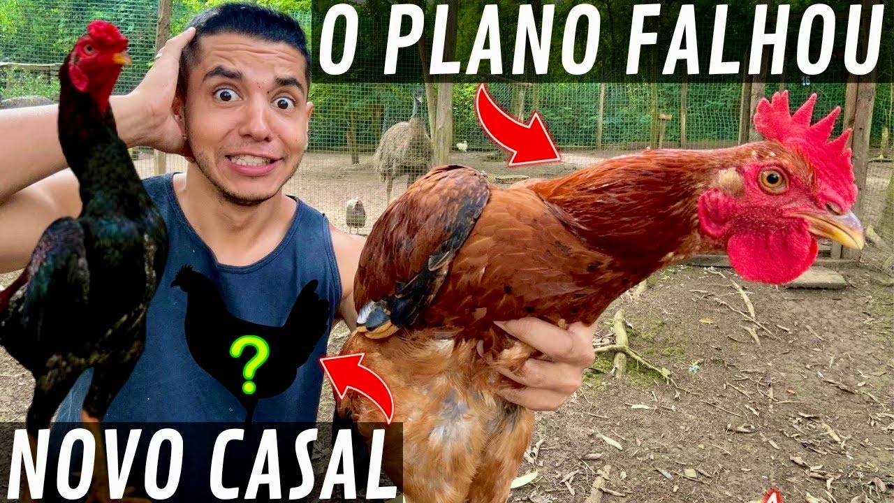 Faisão Eperonier | Novo casal de Co-Shamo | manejo de galinhas | Aves Recriar