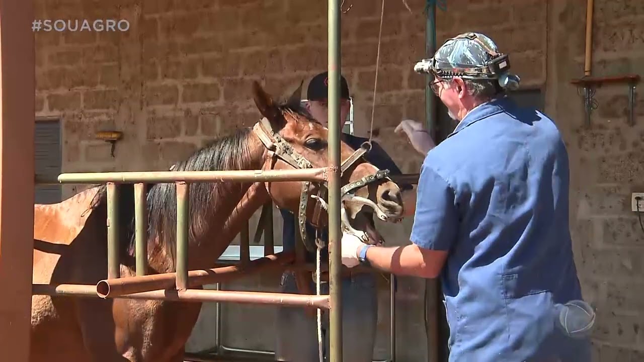 Equinocultura movimenta economia do estado