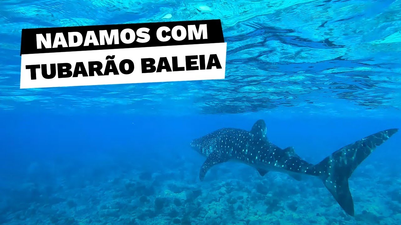 Nadamos com o maior peixe do oceano, o Tubarão Baleia em Dhigurah nas Maldivas! 🇲🇻