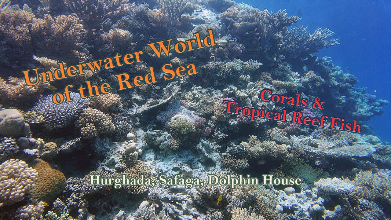 Underwater World of the Red Sea. Hurghada, Safaga, Dolphin House