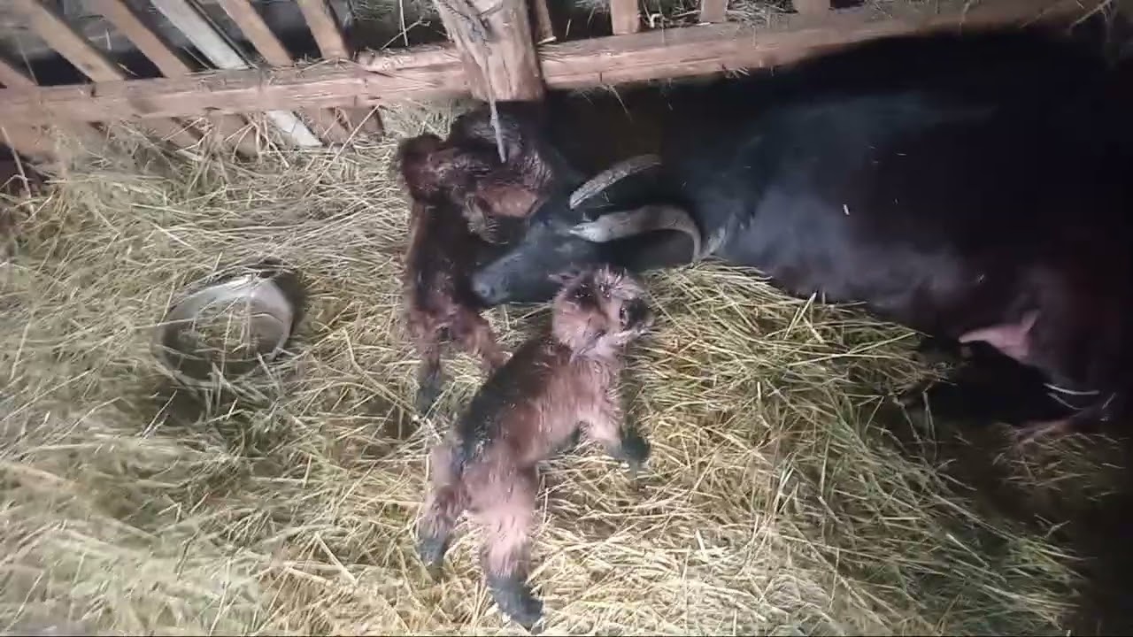 Nautați la capre .🐐🐐🐐