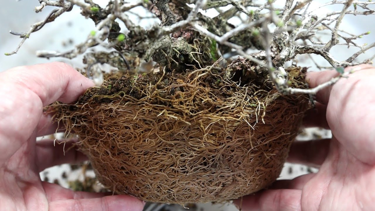 20万円か1万円か　　盆栽の価値